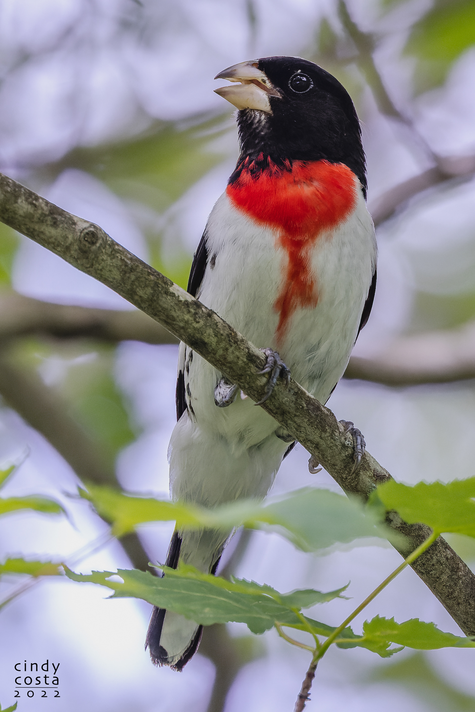 Rose-breasted Grosbeck