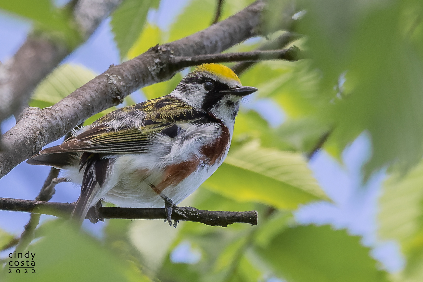 Chestnut-sided Warbler