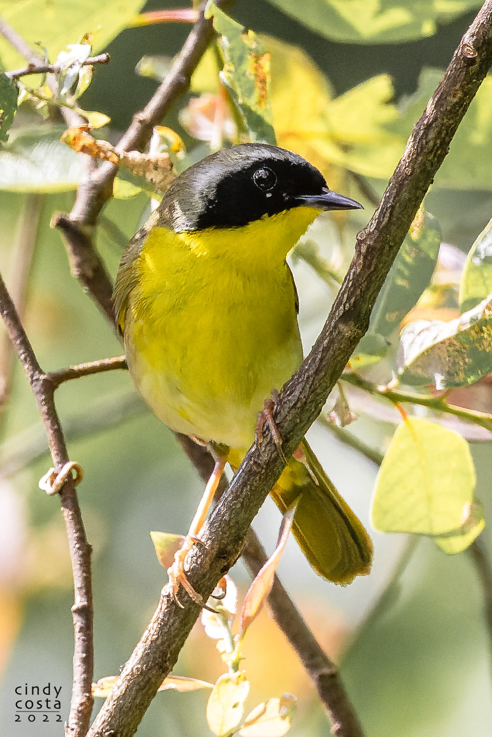 Common Yellow-throat