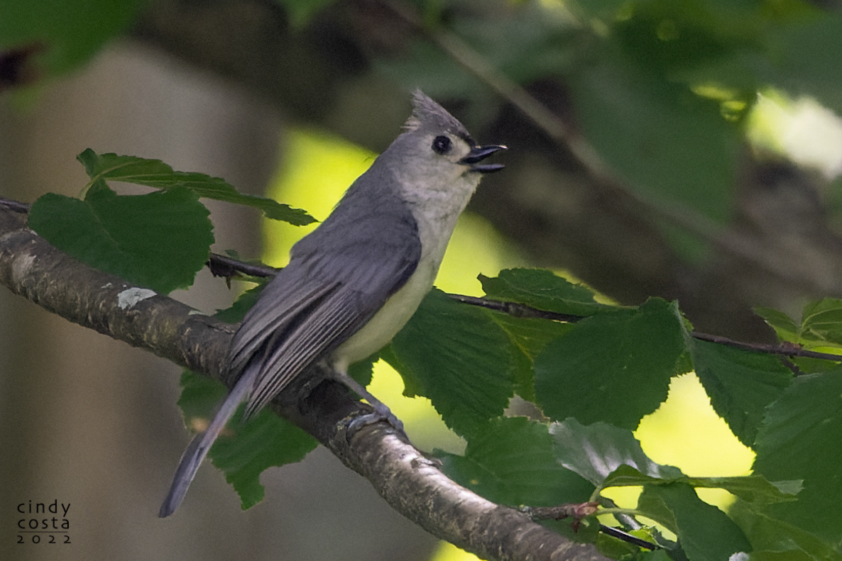 Tufted Titmouse