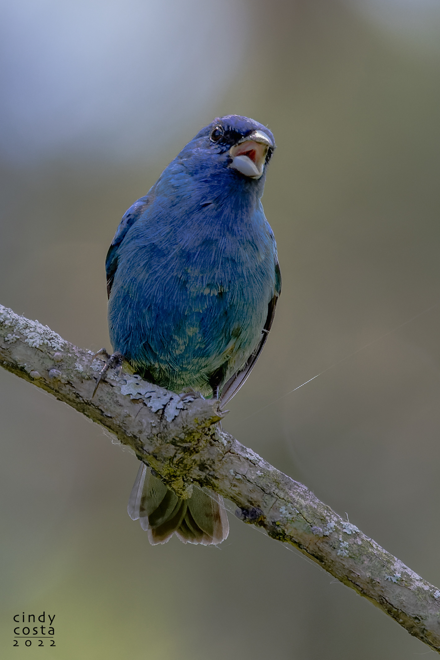 Indigo Bunting