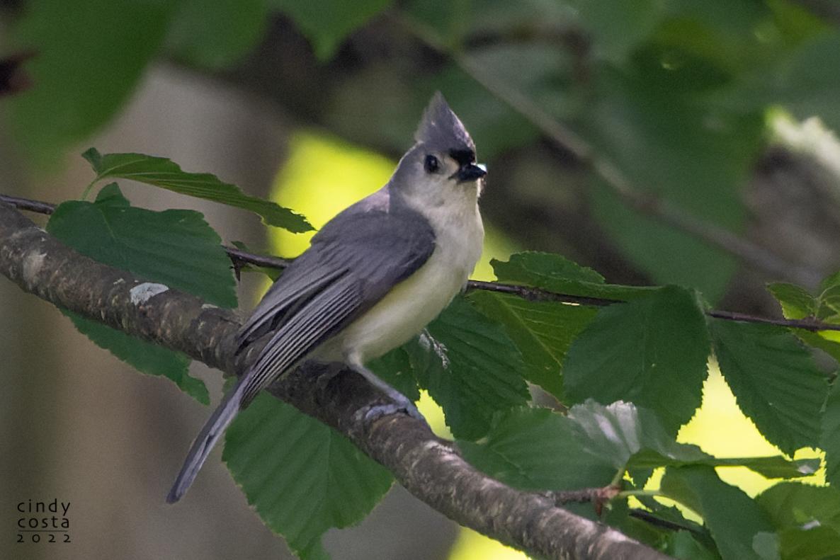 Tufted Titmouse