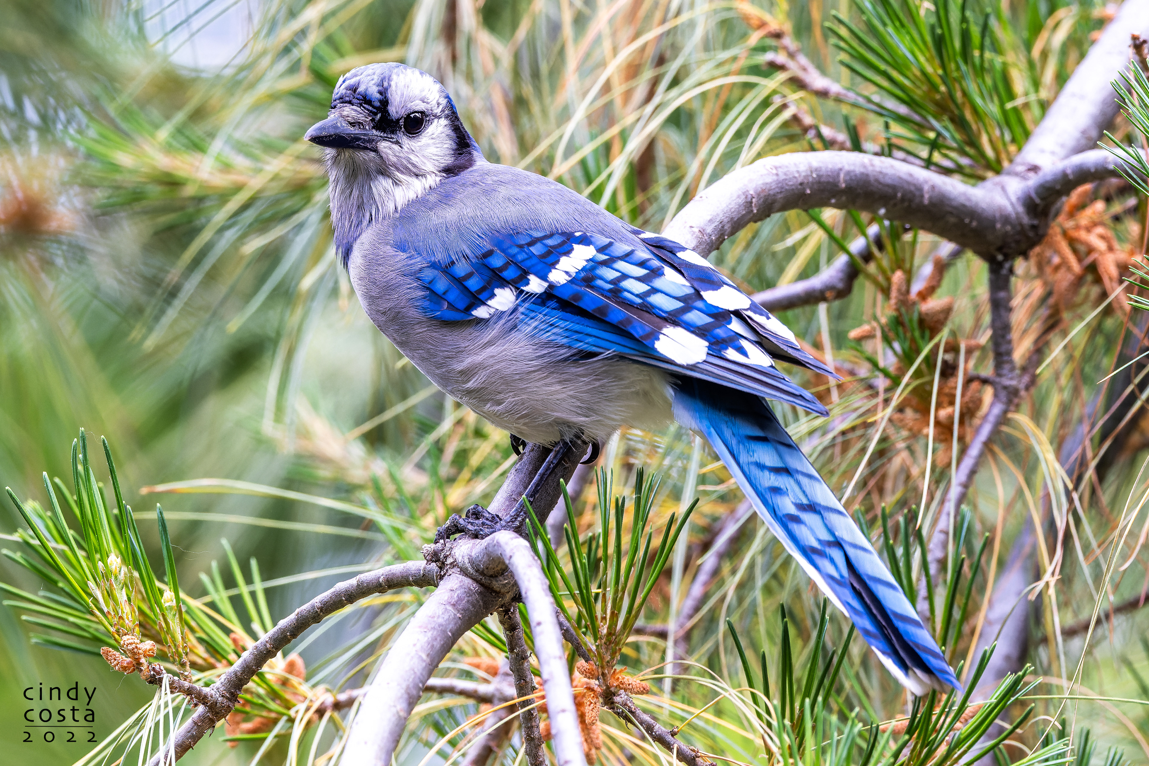 Blue Jay