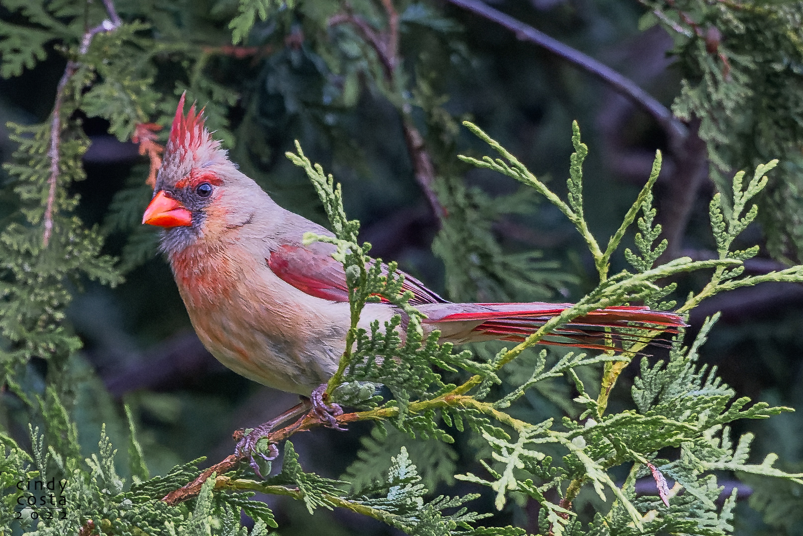 Norther Cardinal (female)