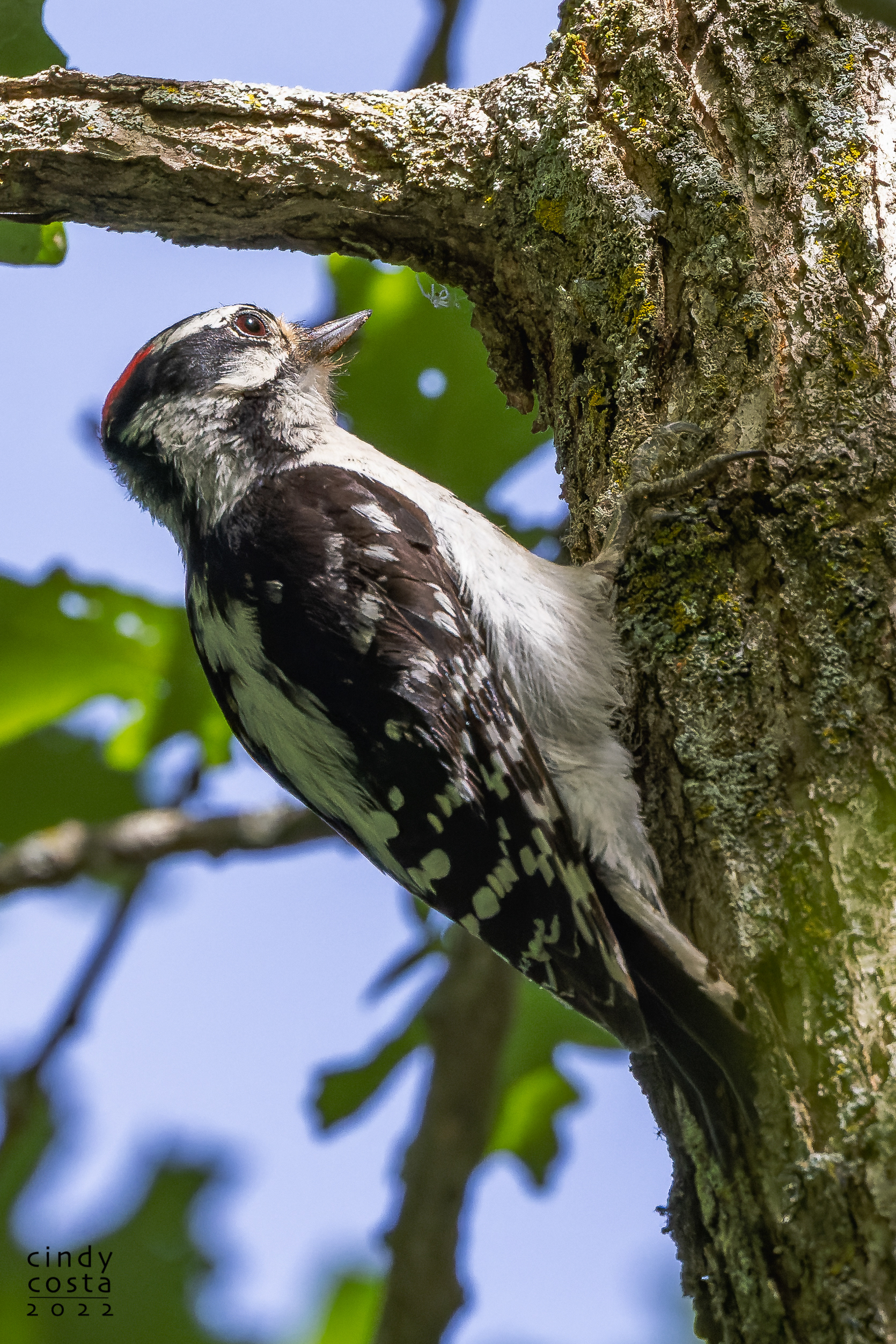 Downy Woodpecker