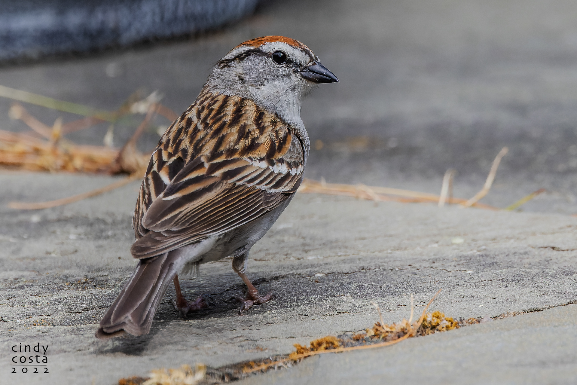 Chipper Sparrow