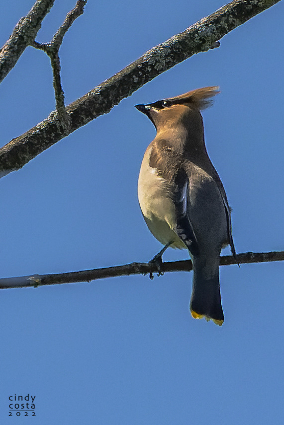 Cedar Waxwing