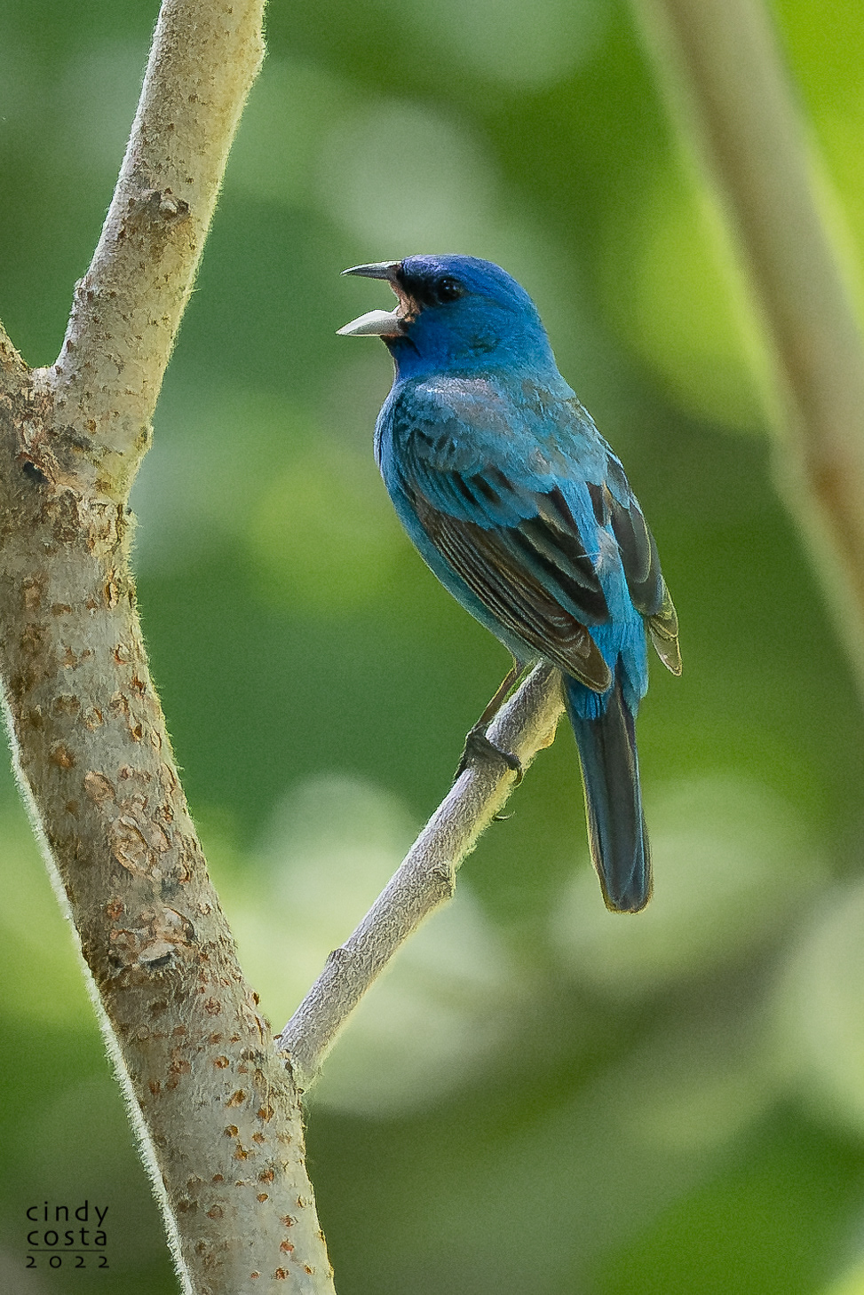 Indigo Bunting