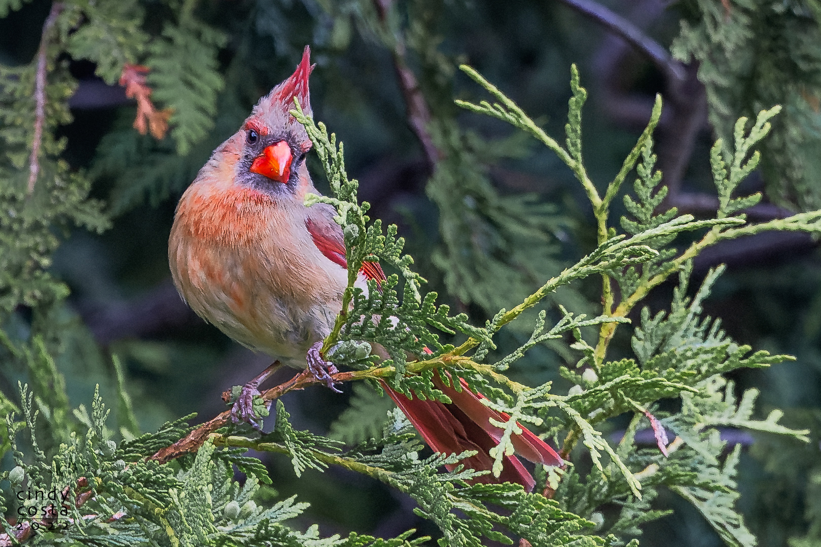 Norther Cardinal (female)