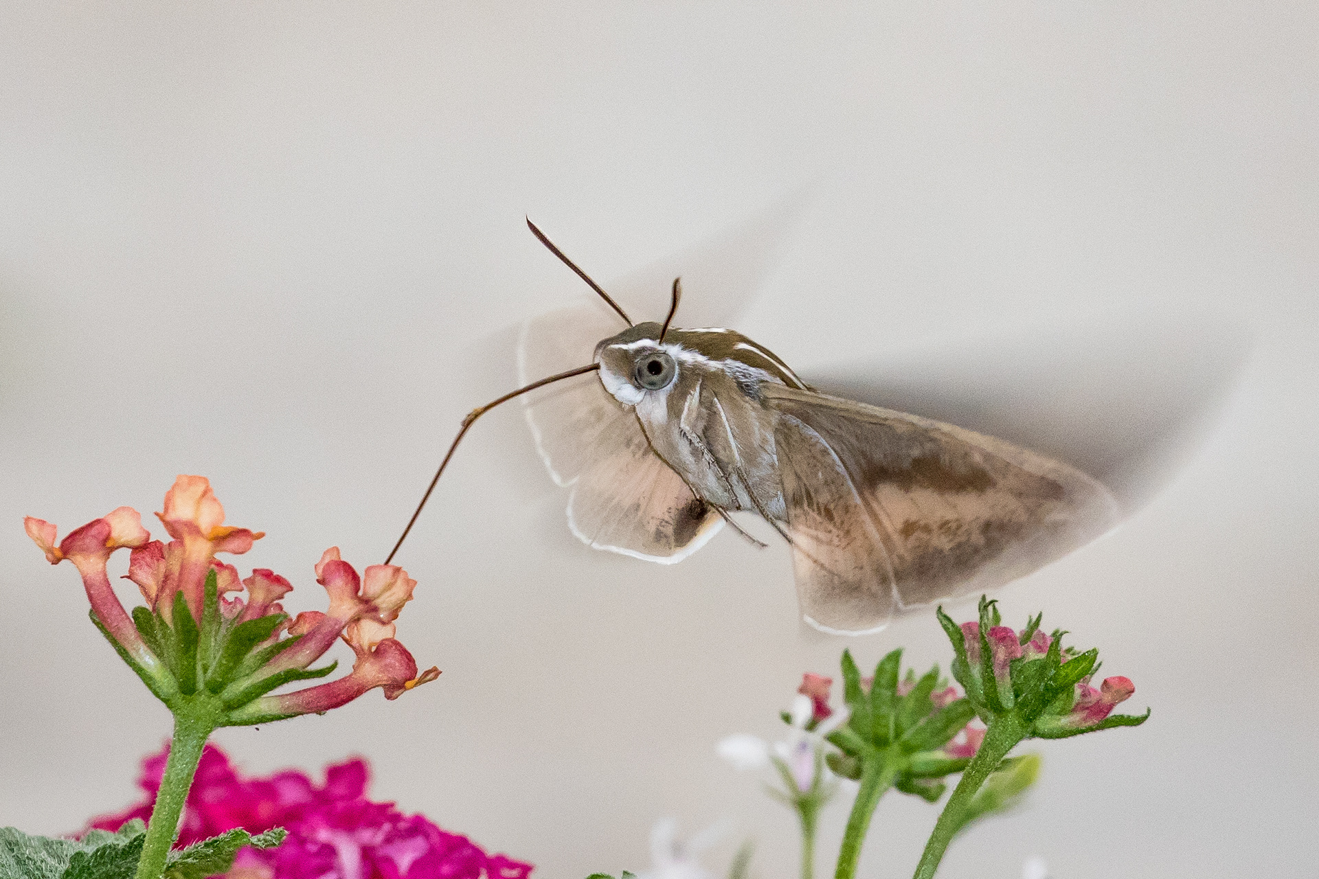 White-lined Sphinx Moth (Hummingbird Moth)