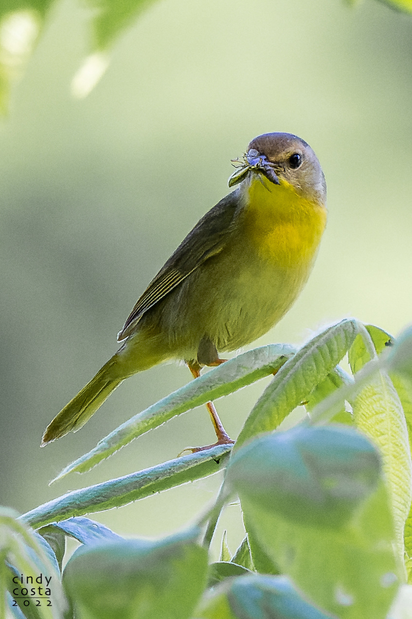 Common Yellowthroat (female)