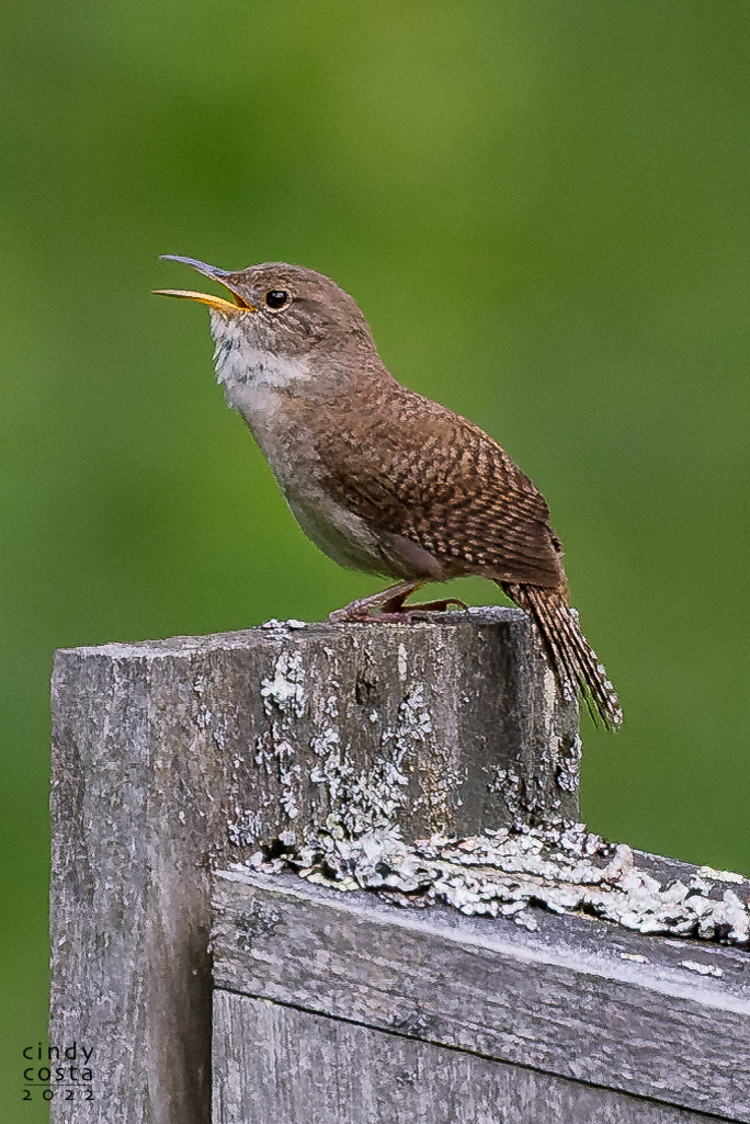 House Wren
