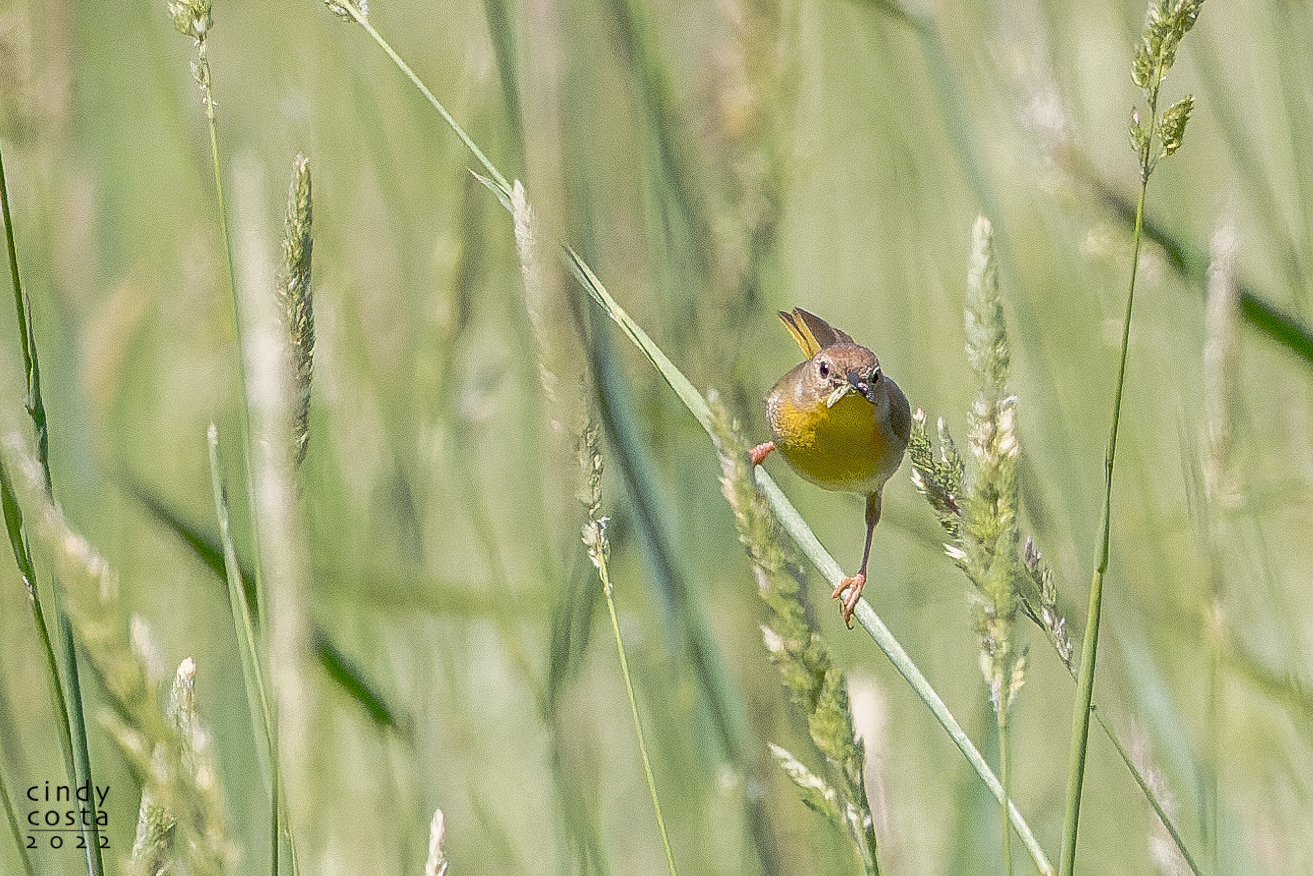 Common Yellowthroat (female)