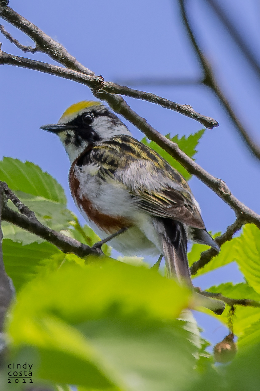 Chestnut-sided Warbler
