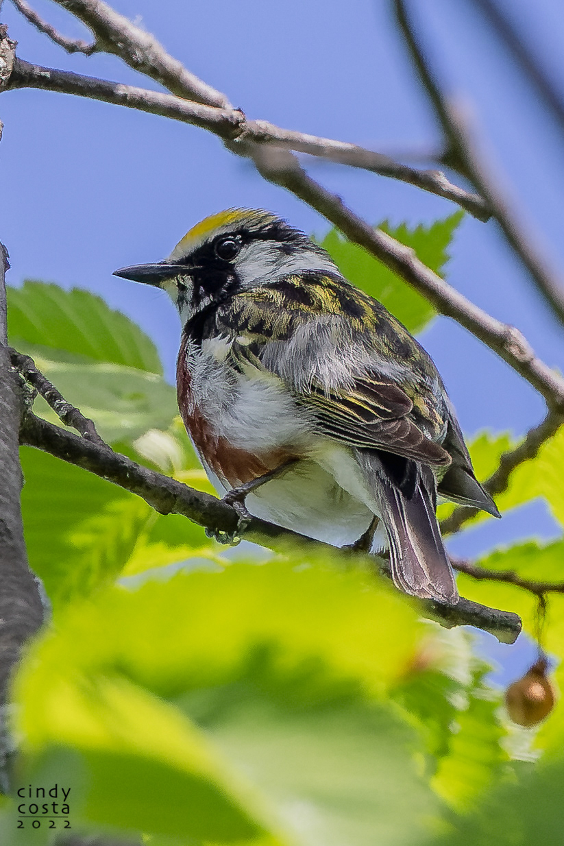 Chestnut-sided Warbler