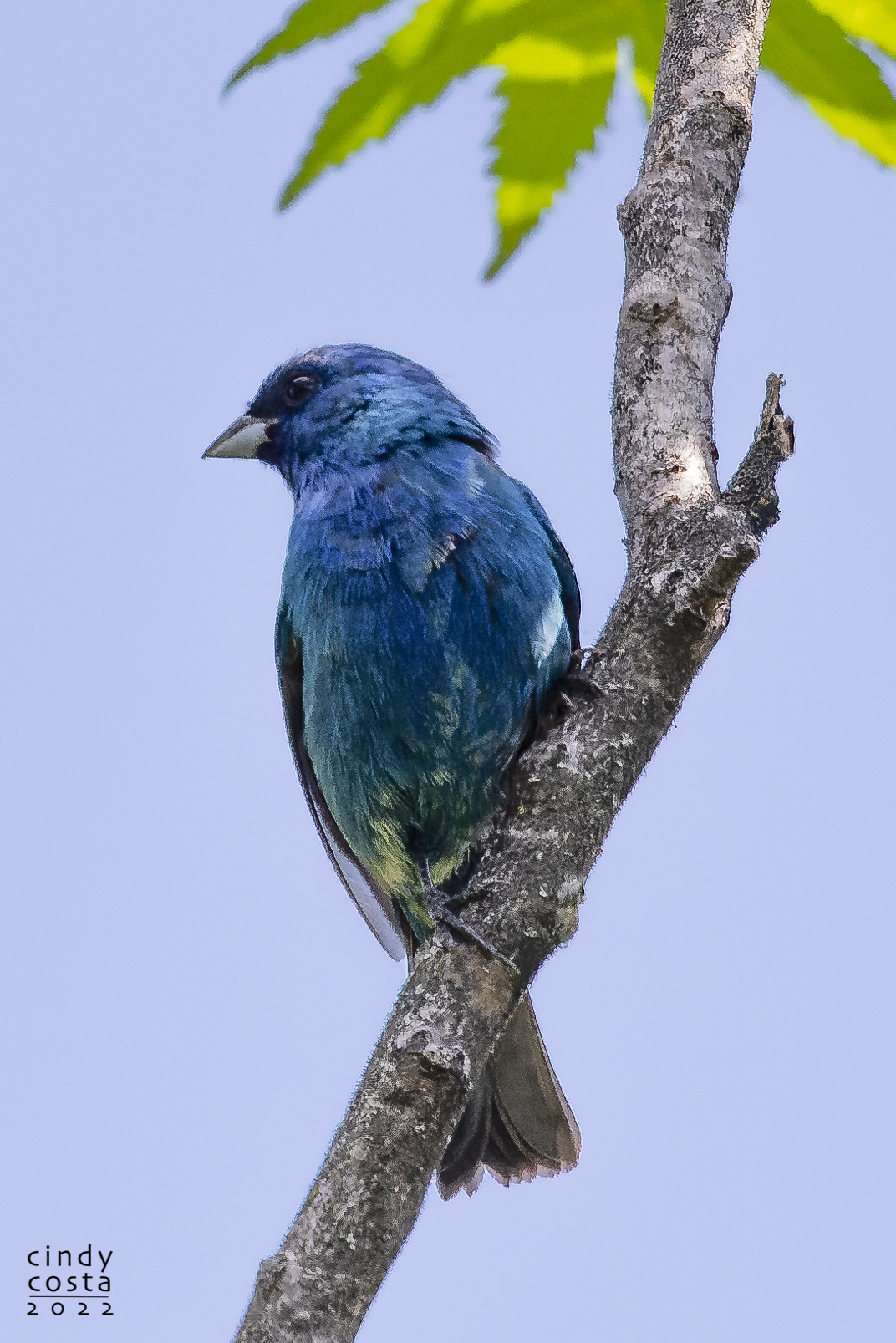 Indigo Bunting