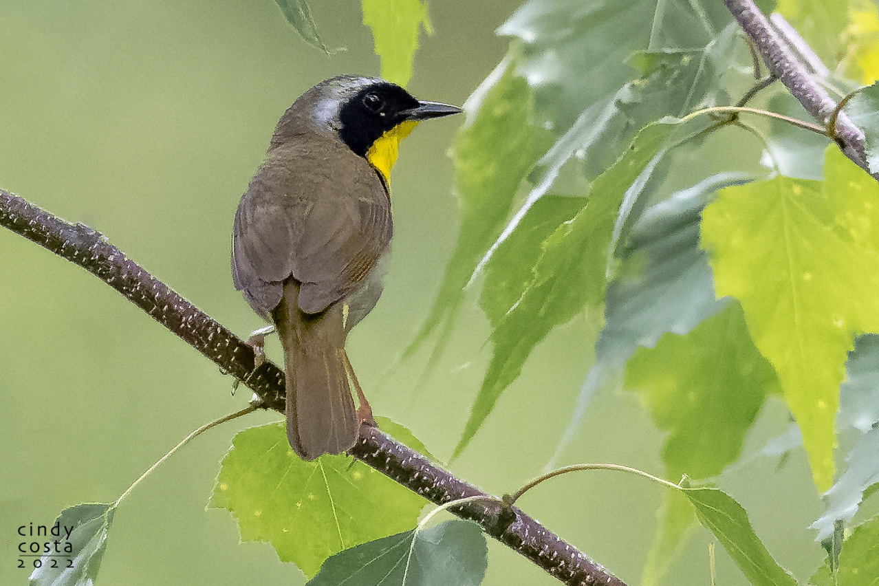 Common Yellow-throat