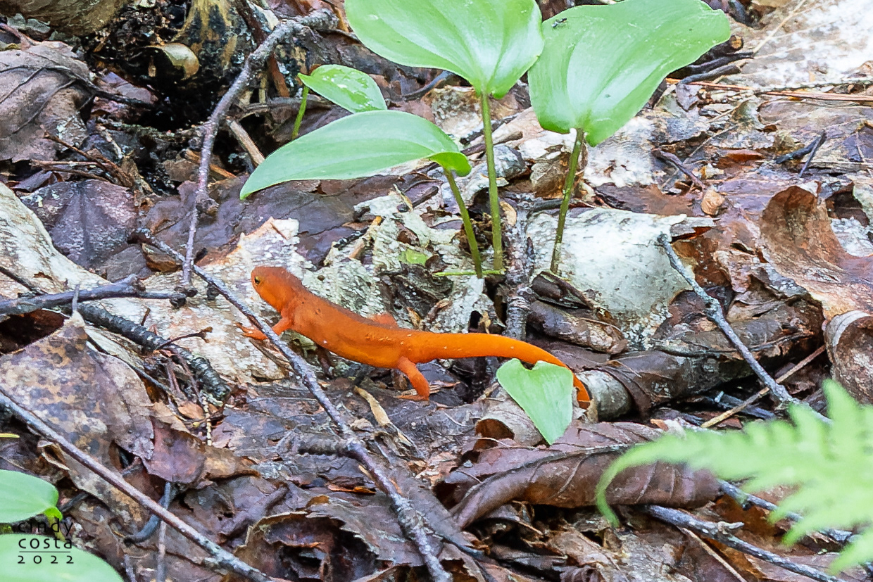 Eastern Red-spotted Newt