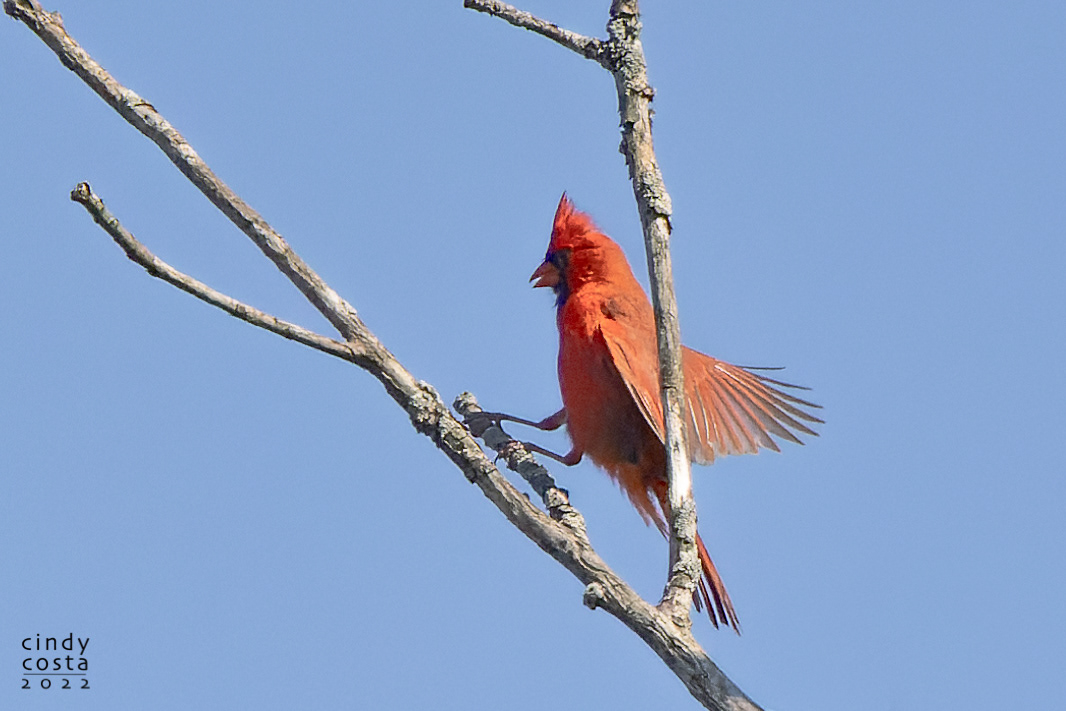 Northern Cardinal