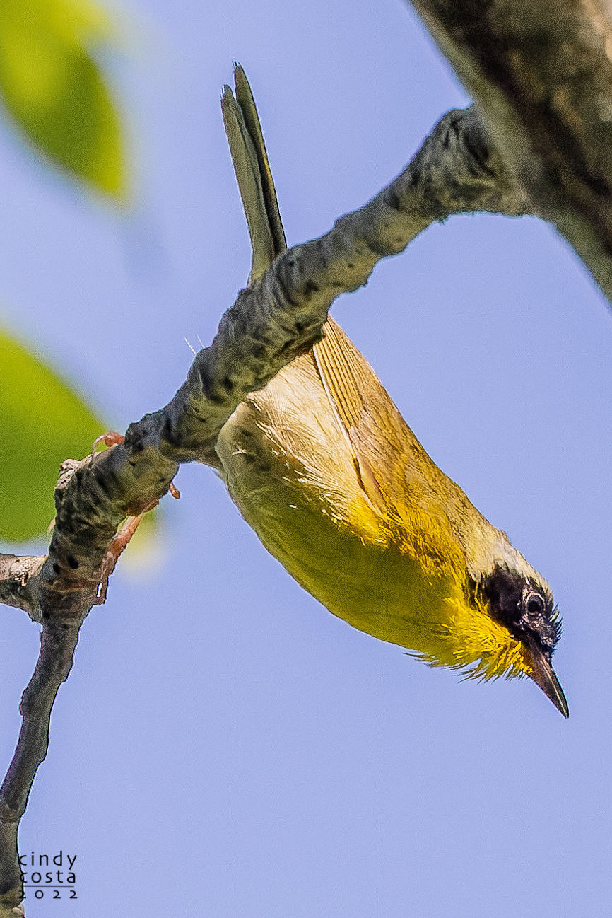 Common Yellowthroat (male)
