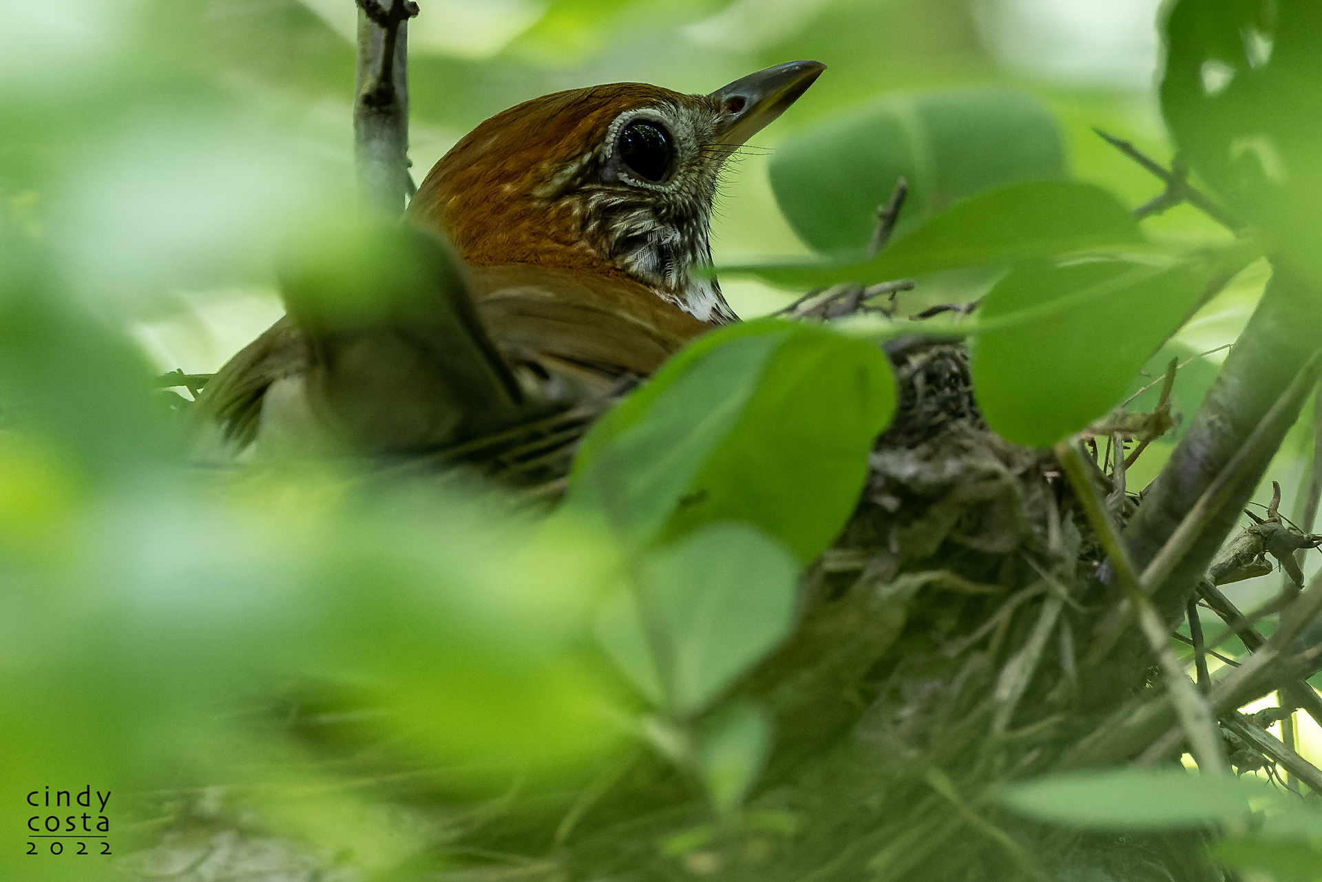 Wood Thrush