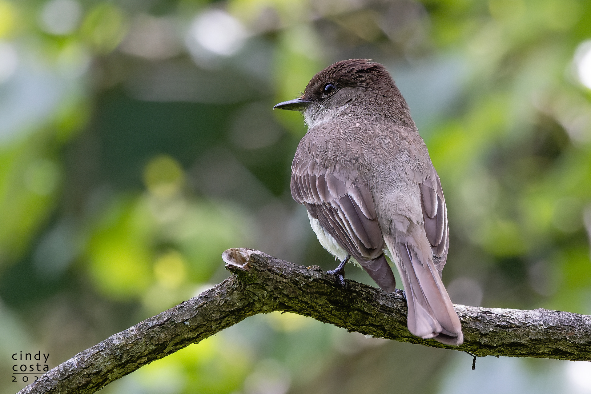 Eastern Phoebe
