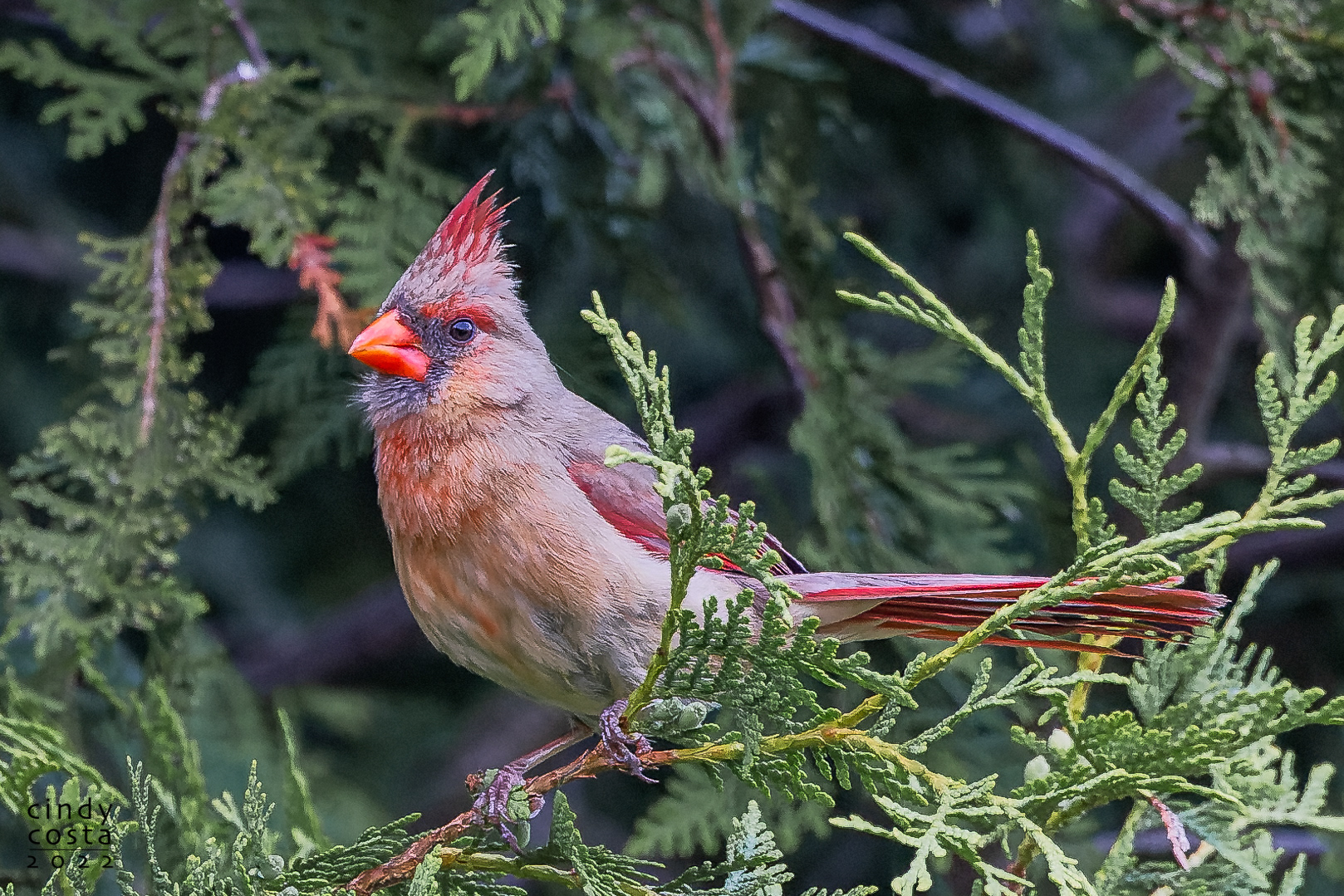Norther Cardinal (female)
