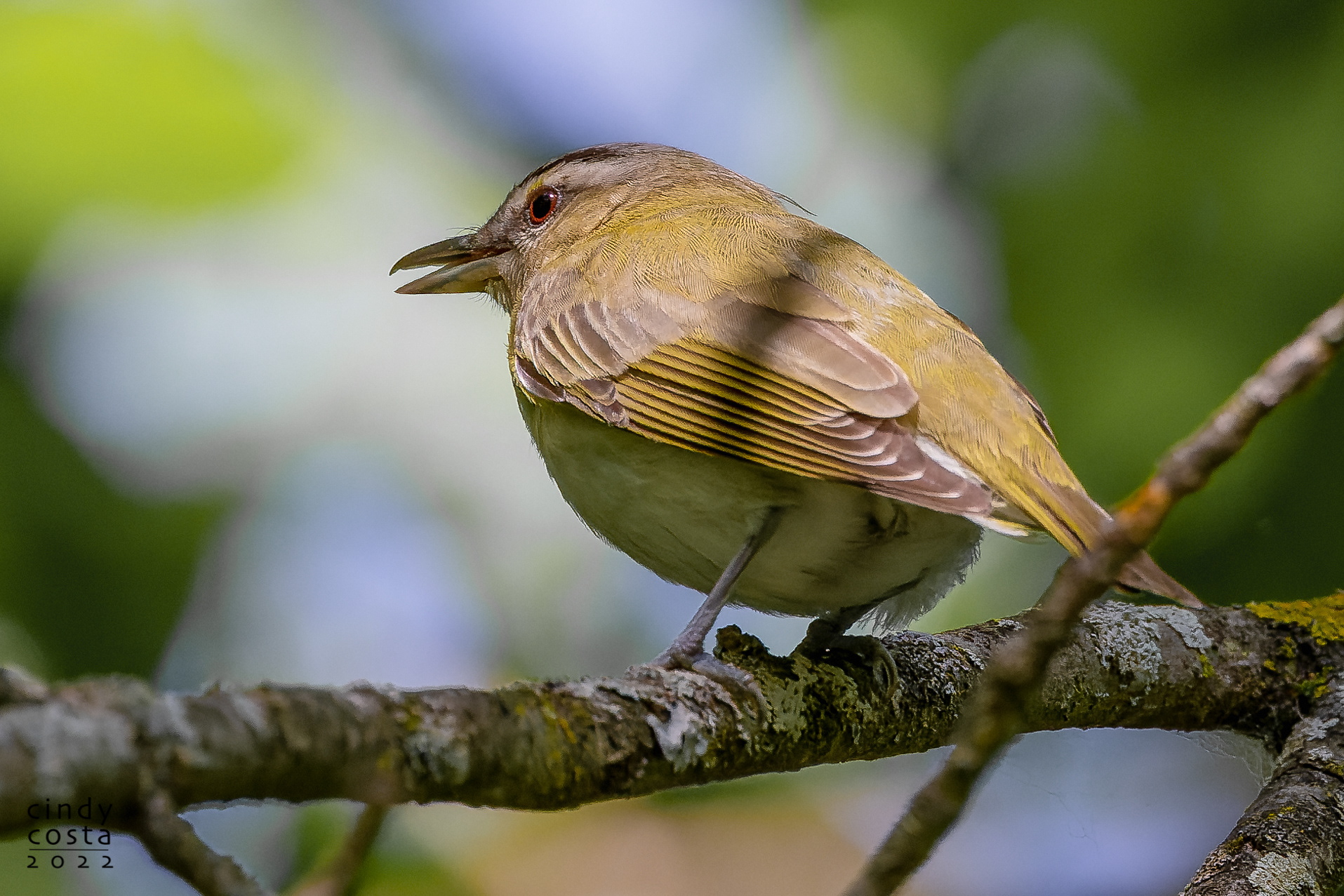 Red-eyed Vireo