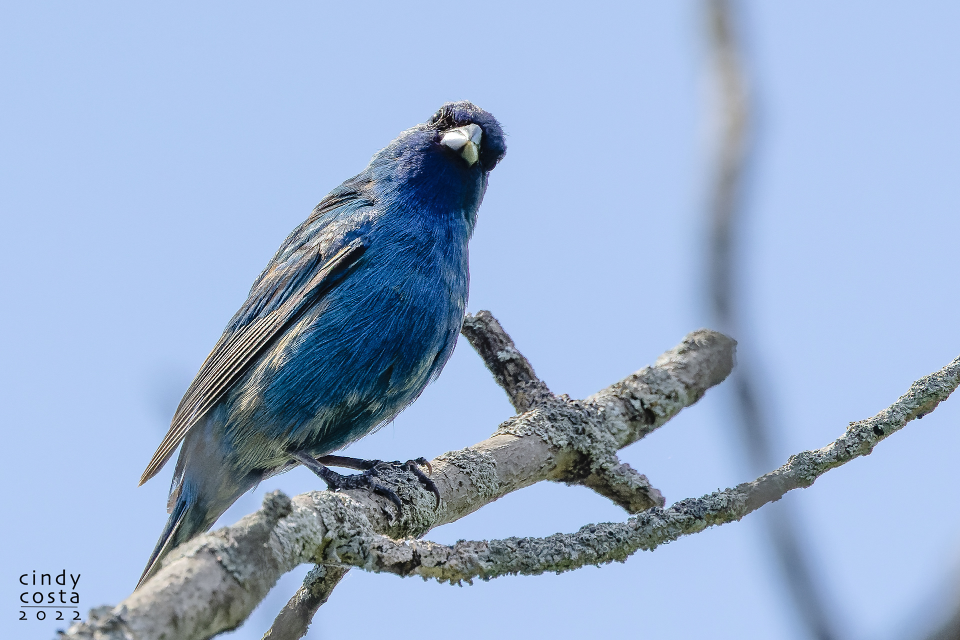 Indigo Bunting