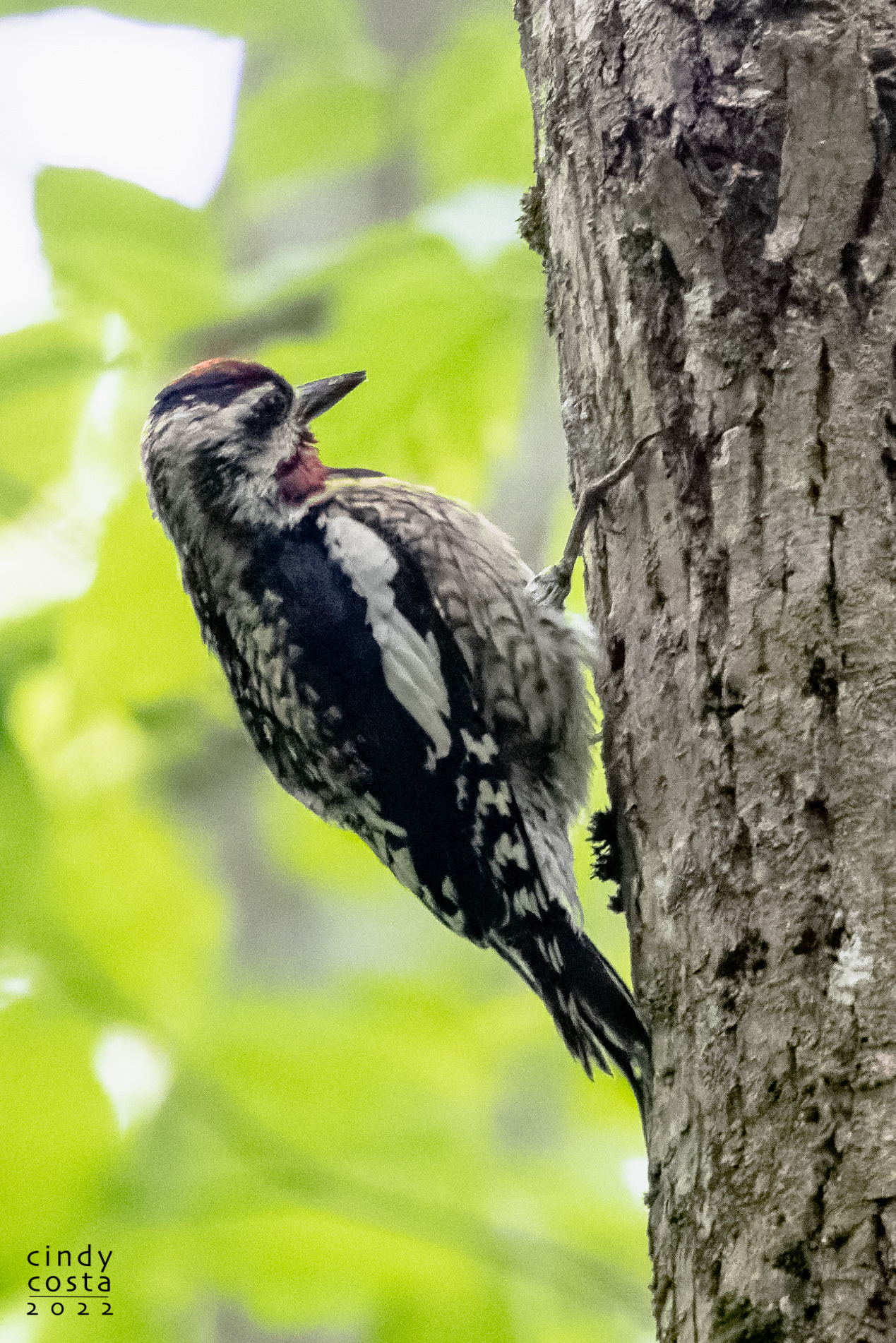 Yellow-bellied Sapsucker