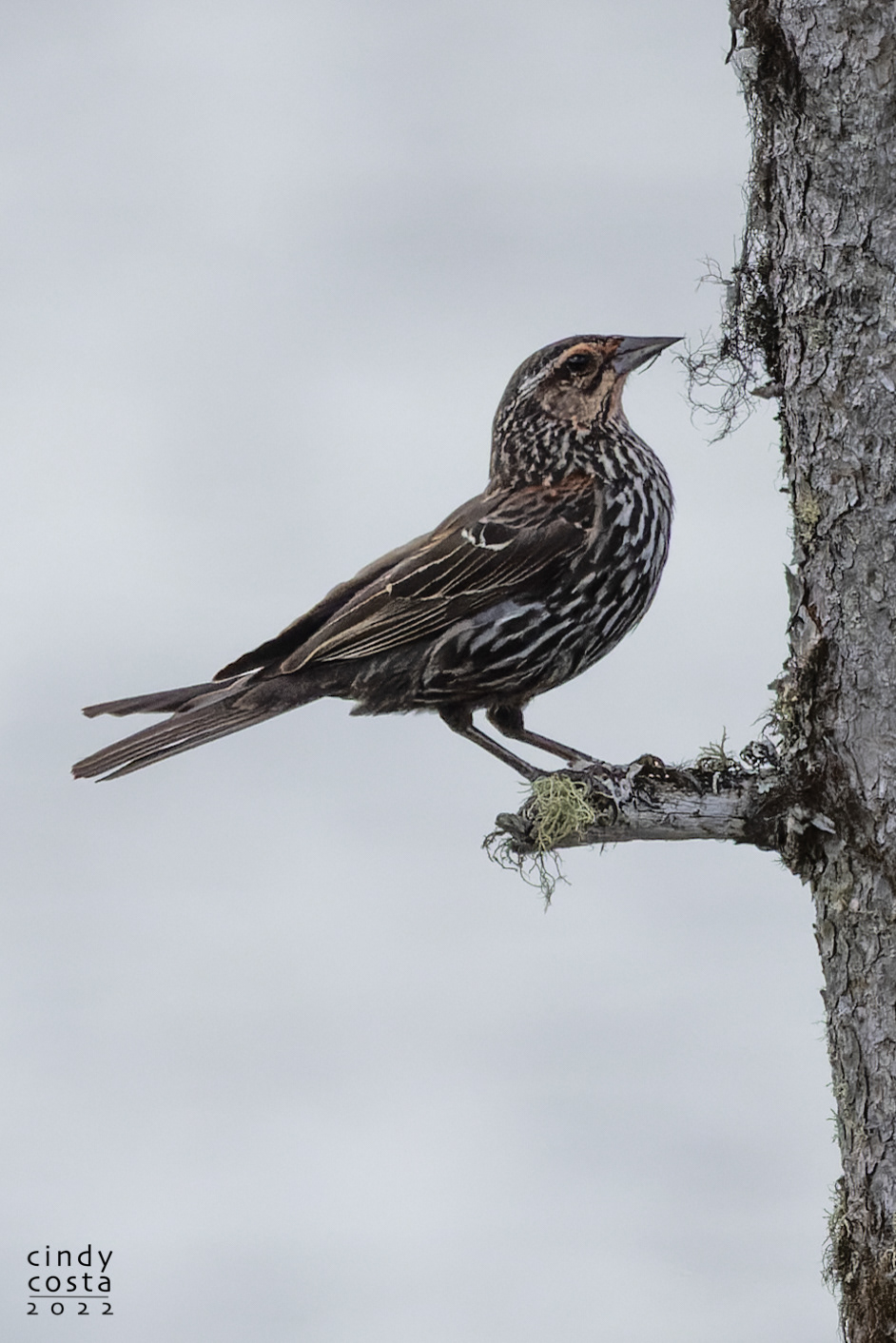 Red-winged Blackbird (female)