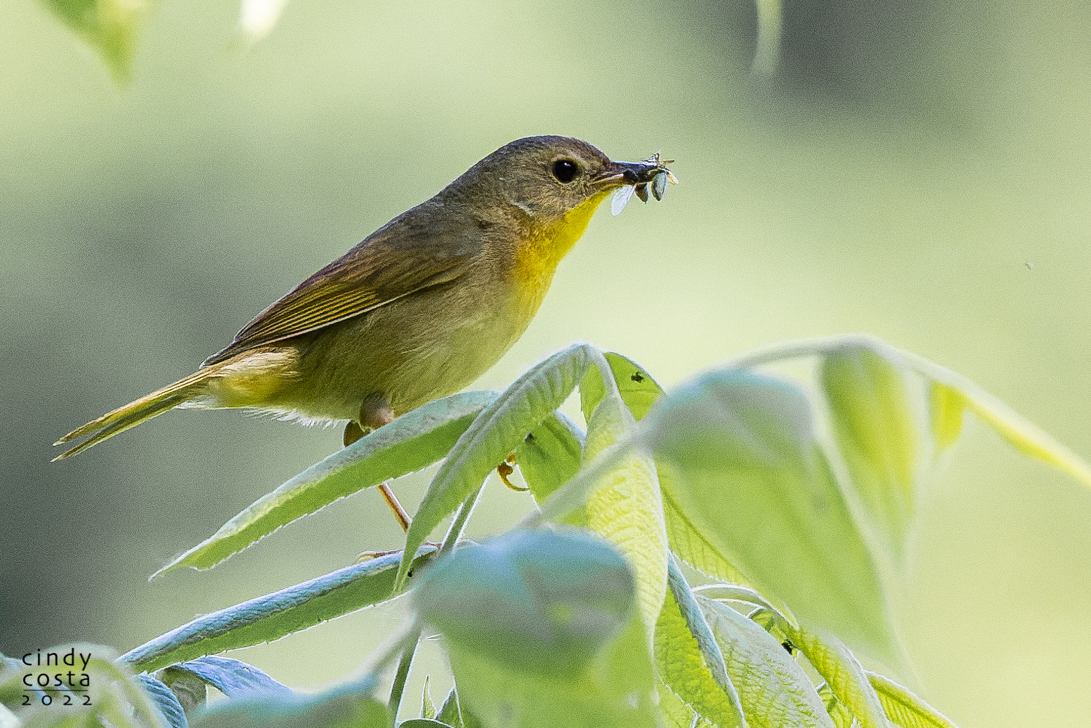 Common Yellowthroat (female)