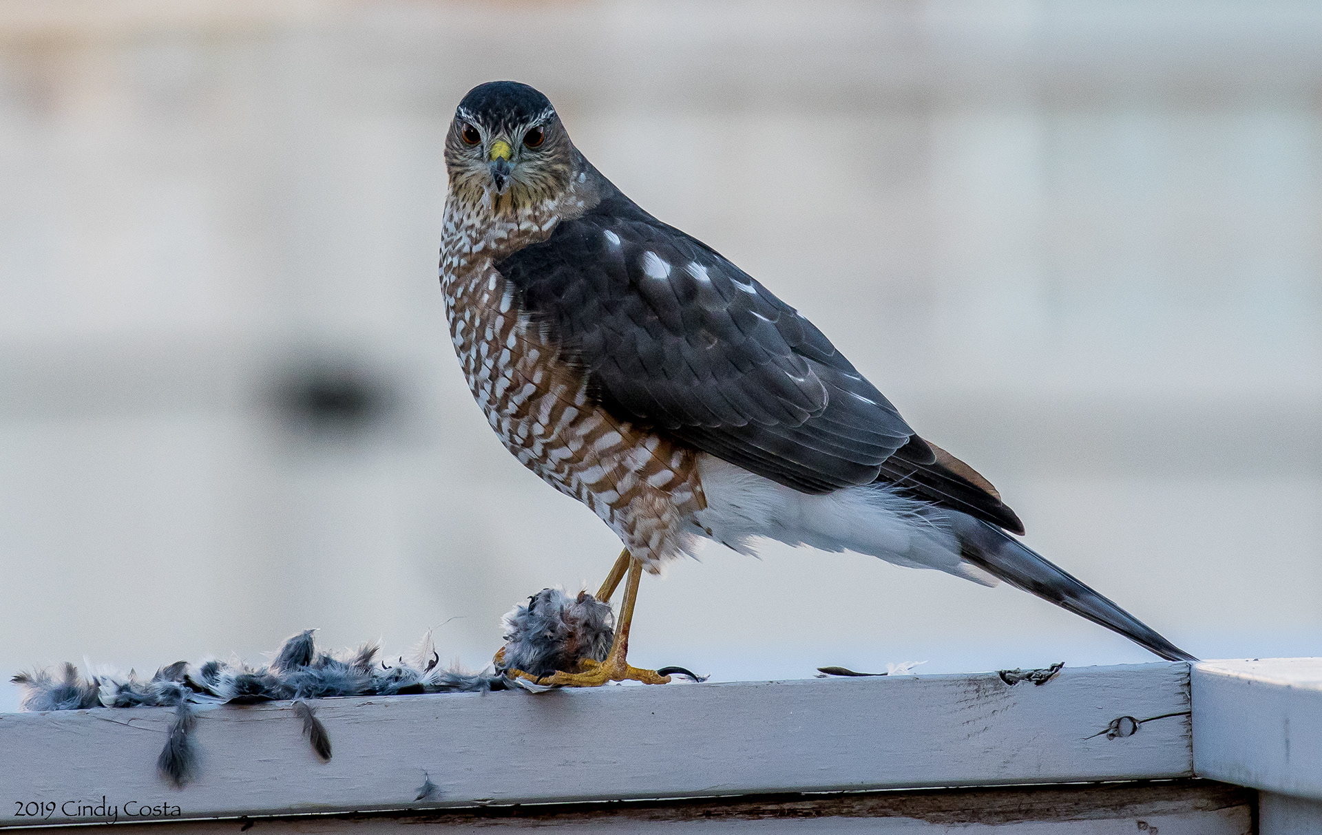 Sharp-shinned Hawk