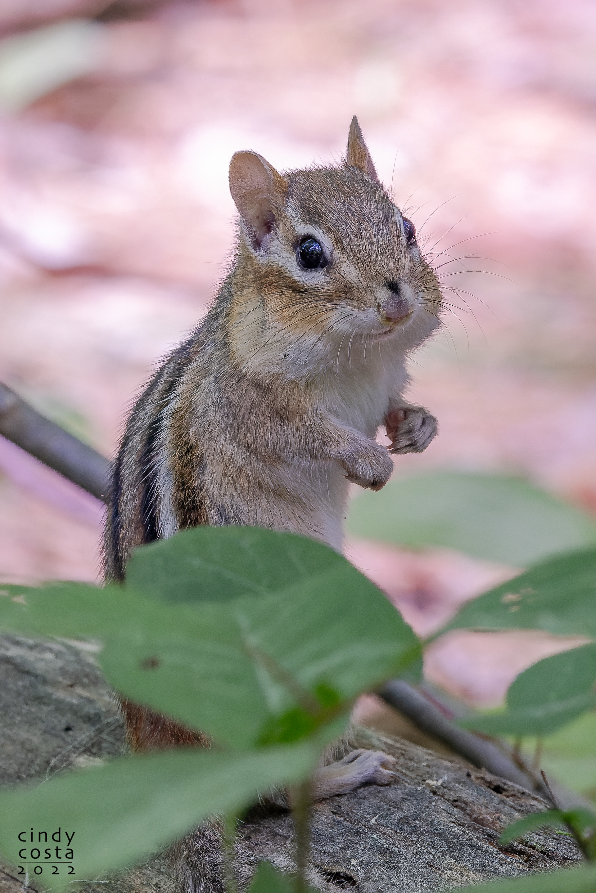 Chipmunk