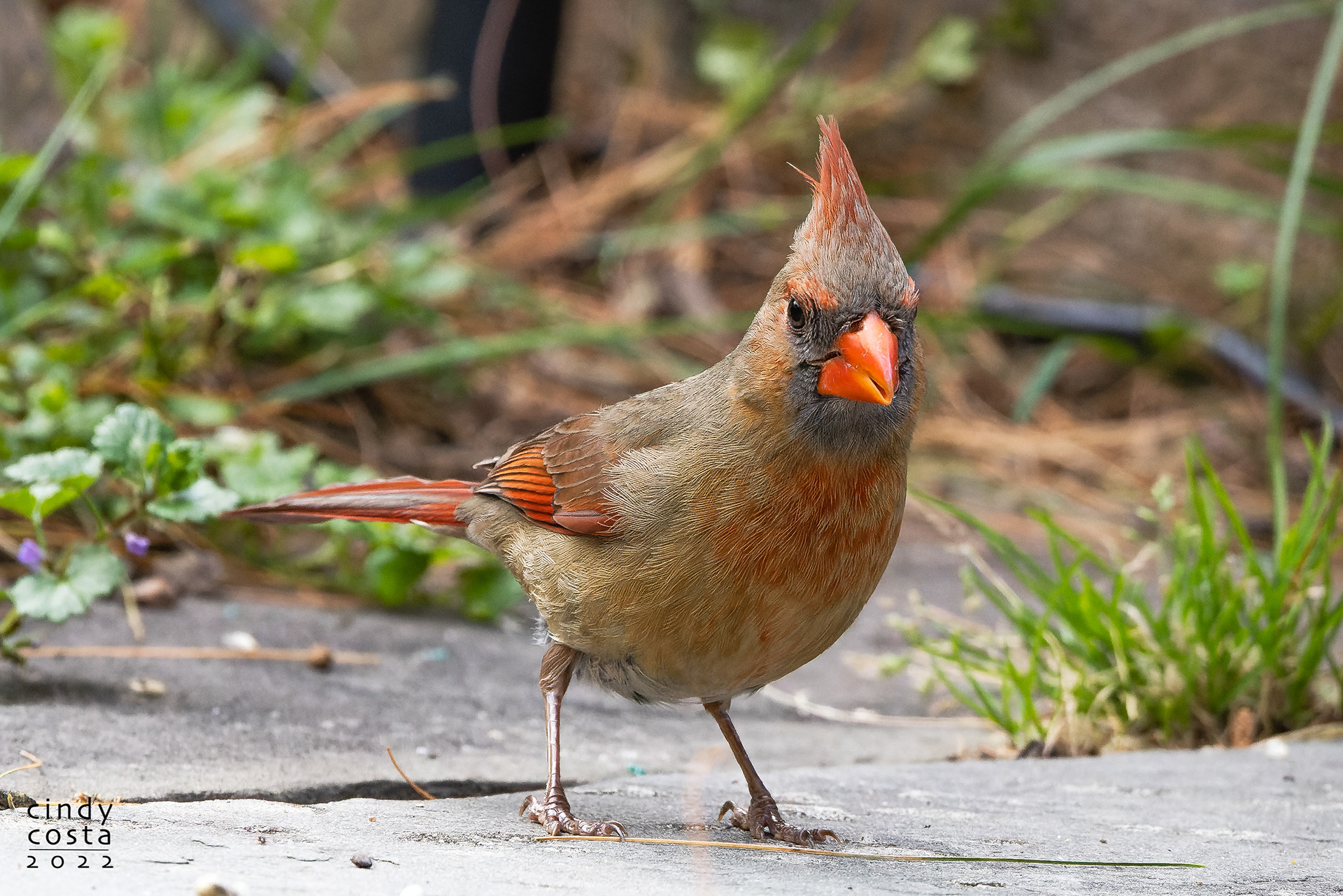 Norther Cardinal (female)