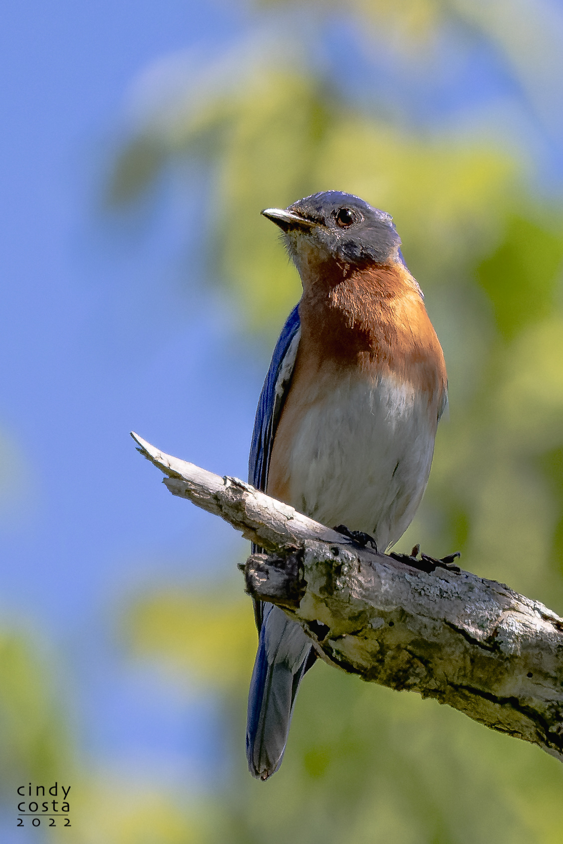 Eastern Bluebird