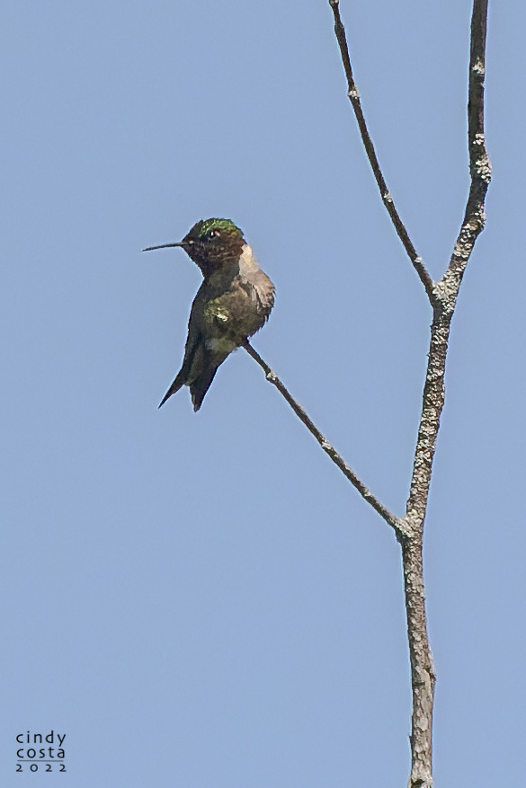 Ruby-throat Hummingbird