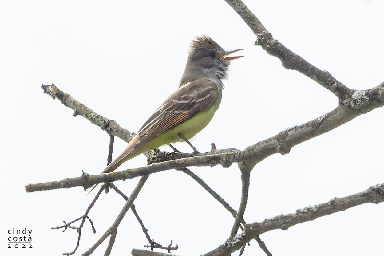 Great-crested Flycatcher