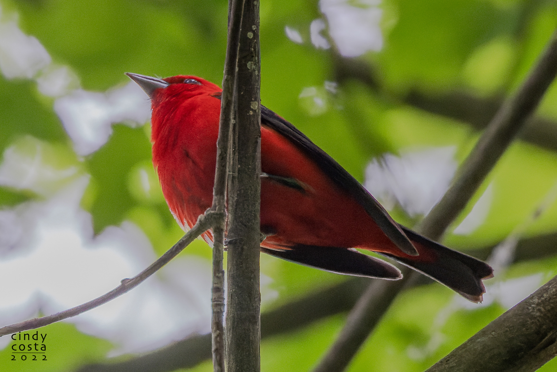 Scarlet Tanager