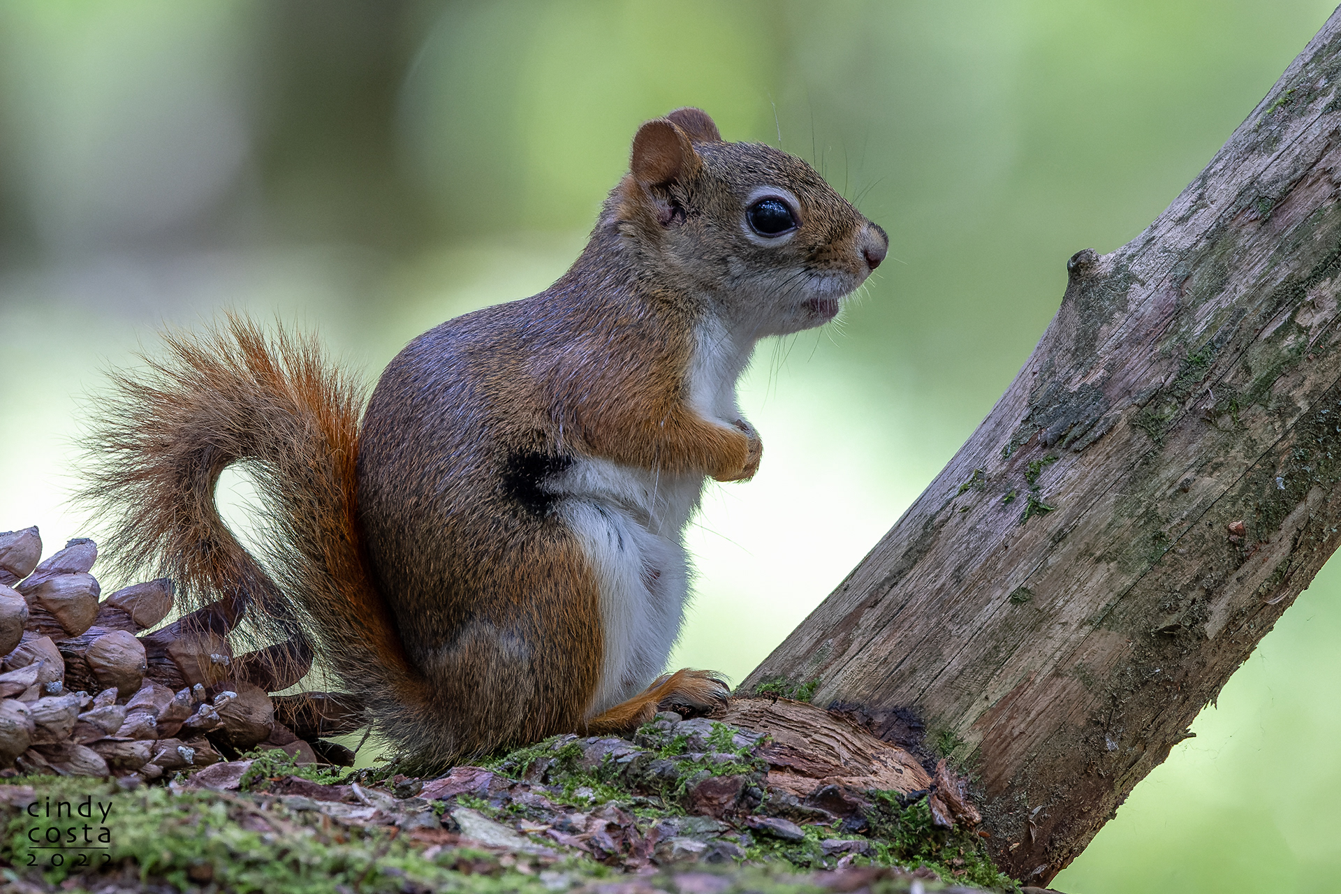 Brown Squirrel