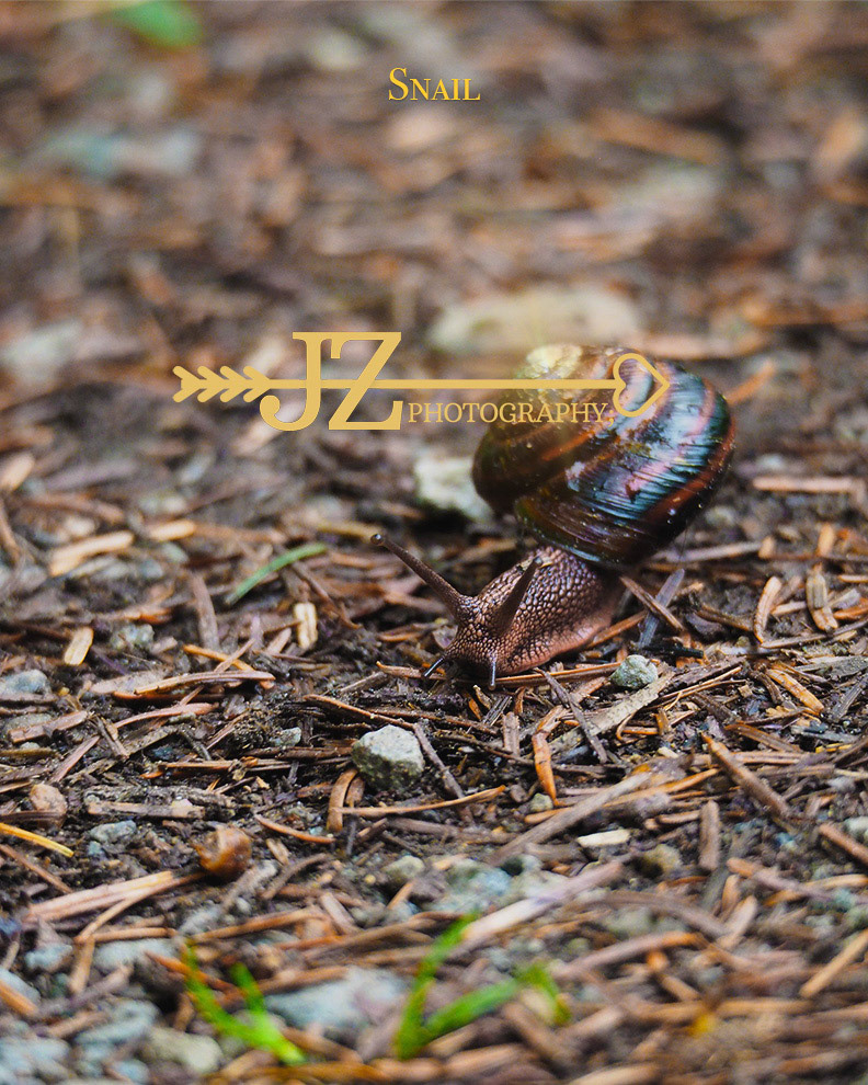 Snail