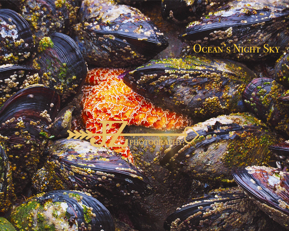 Ocean's Night Sky