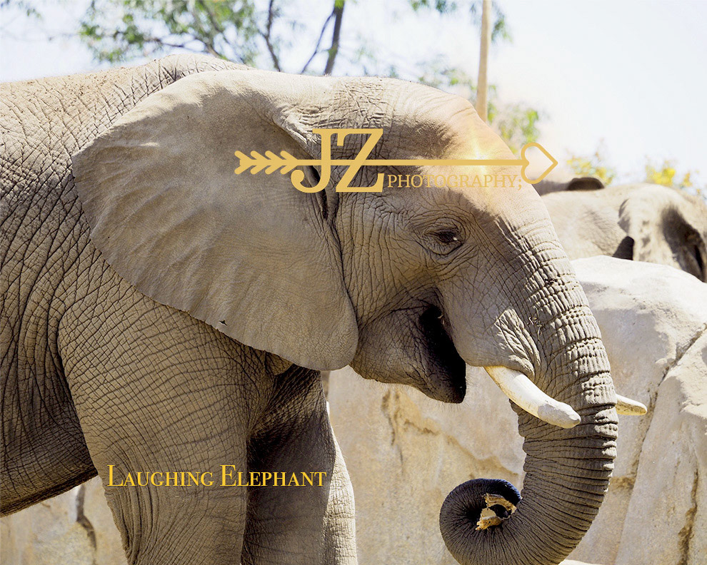 Laughing Elephant