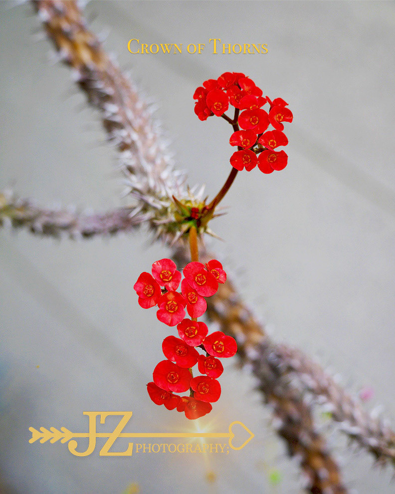 Crown of Thorns