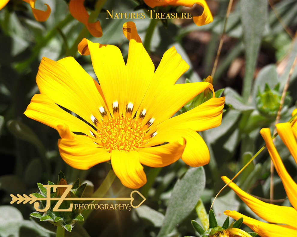 Natures Treasure
