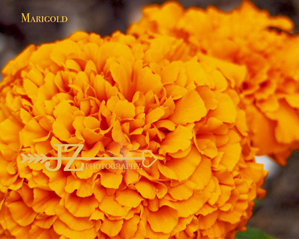 Marigold