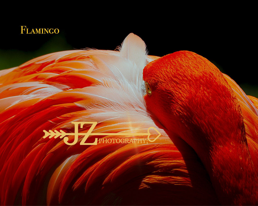 Flamingo