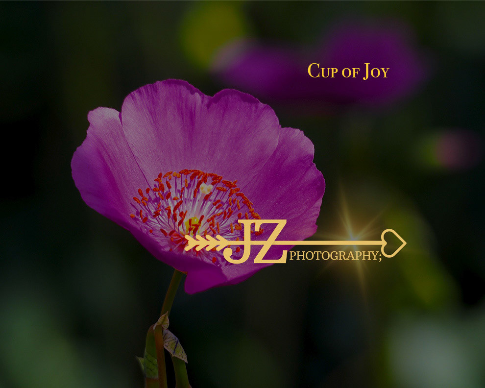 Cup of Joy