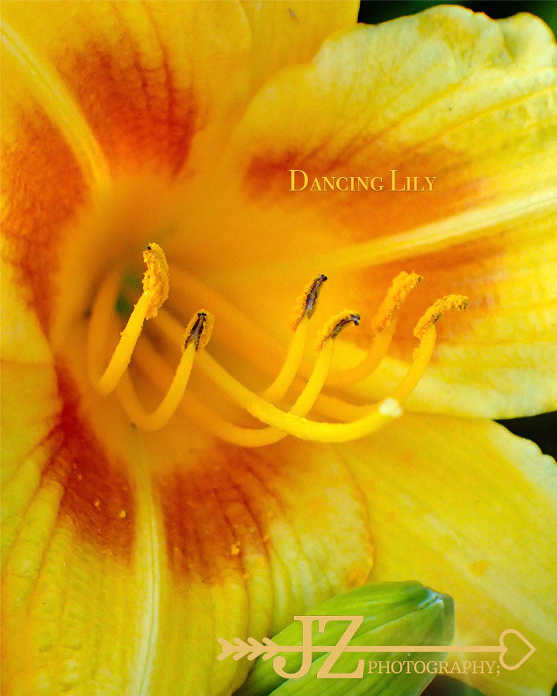 Dancing Lily