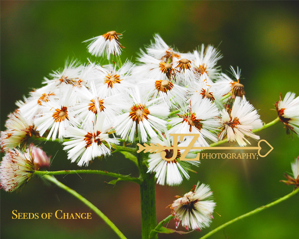 Seeds of Change